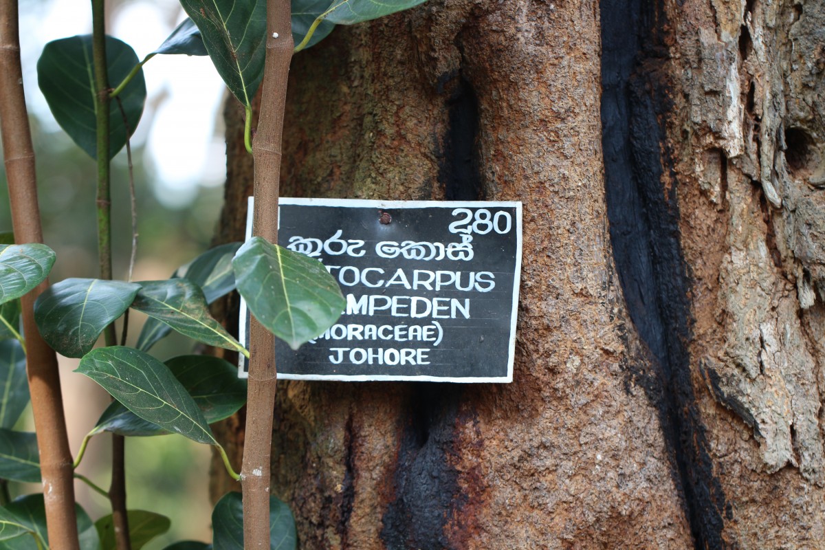 Artocarpus integer var. integer